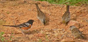 Towhee with sparrows