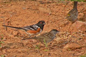 Spotted towhee and sparrows