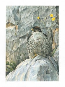 Lanner falcon