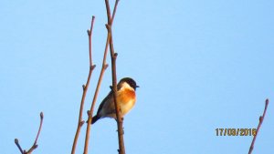 Male Stonechat