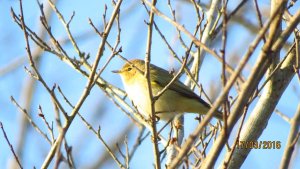 Chiffchaff