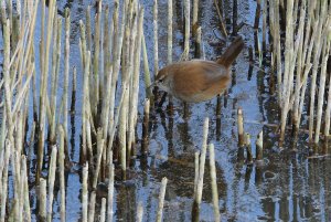 Cetti's warbler in the reeds