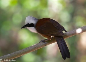 White Crested Laughingthrush