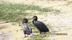 Cormorants