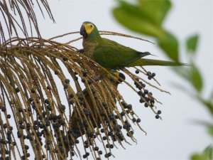 Red-bellied Macaws resting (and eating)