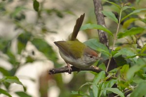 Backyard Birds