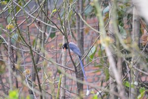 Blue Magpie