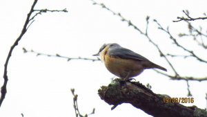 Nuthatch