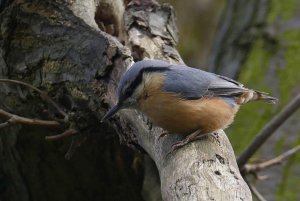 Nuthatch