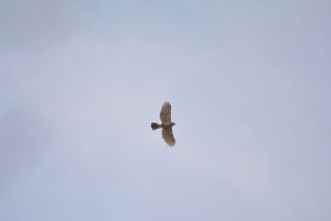 Crested Goshawk(juvenile)