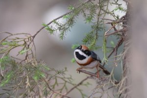 Black throated Bushtit