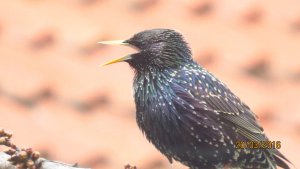 Starling