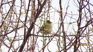 Greenfinch