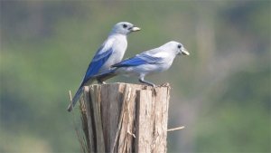 Blue-grey Tanagers