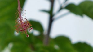 Tropical Flower