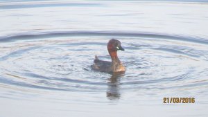 Little Grebe