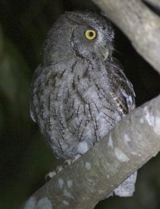 Pacific Screech Owl