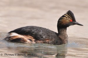 Red eye special, Eared Grebe