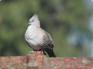 A crested pigeon on the neighbours tiled roof cute.