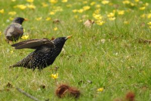 European Starling