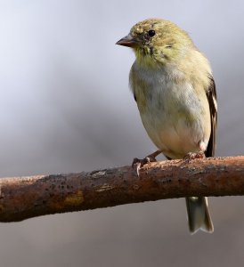 American Goldfinch