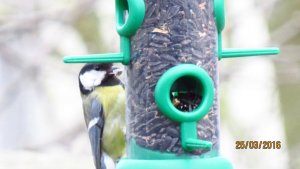 Great Tit