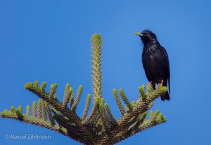 spotless starling