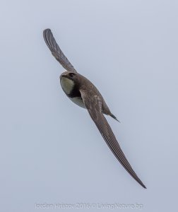 Alpine Swift