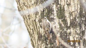 Short-toed Treecreeper