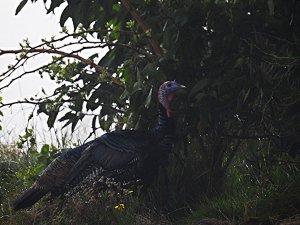 Wild Turkey