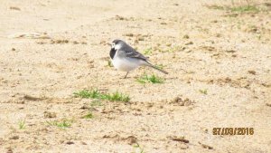 White Wagtail