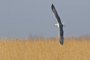 Lesser black-backed Gull