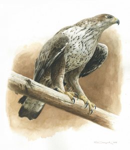 Bonellis eagle portrait