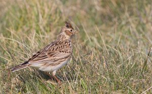 Skylark