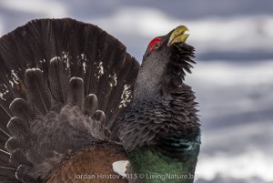 Capercaillie photography