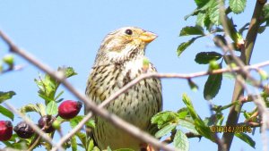 Another Corn Bunting!