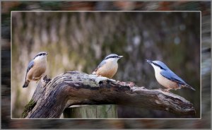 Nuthatch