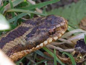 Adder