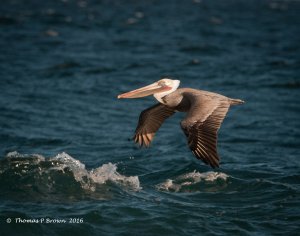 Brown Pelican...just above the wave tops