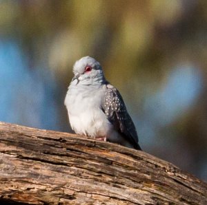 Diamond dove