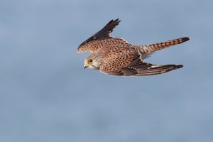 Kestrel