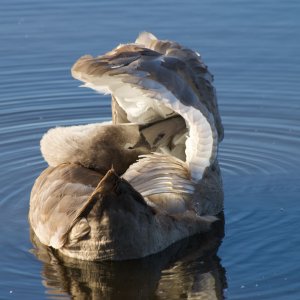 Preening Mute Swan juvenile.