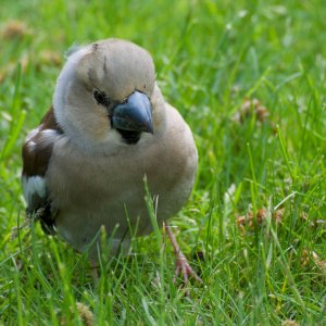 Hawfinch chick