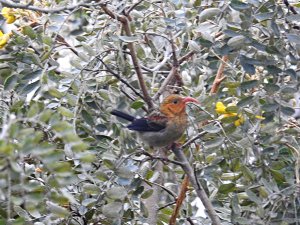 Young juvenile 'I'iwi