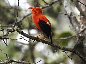 'I'iwi singing in the forest.