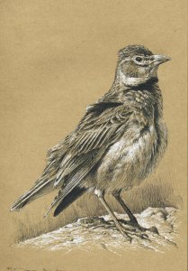 Calandra lark