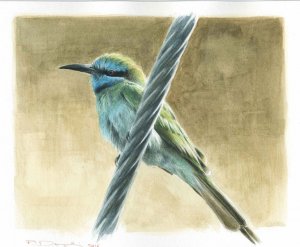 Little green bee eater