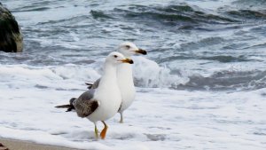 Yellow-legged Gulls