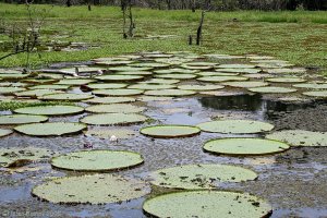 Giant Waterlilies