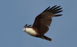 Brahminy Kite